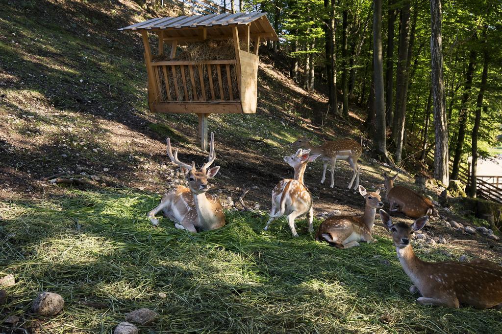 Slovenia Eco Resort オスレンドネスロヴェンスカ エクステリア 写真